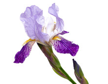 Violet Iris Flower