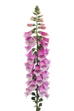 Purple Foxglove Flowers Isolated On White Background
