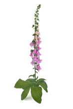 Purple Foxglove With Flowers Isolated On White Background