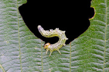 Small Caterpillar Eating A Green Leaf