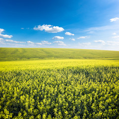 Canvas Print - field