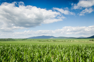 Wall Mural - corn field background