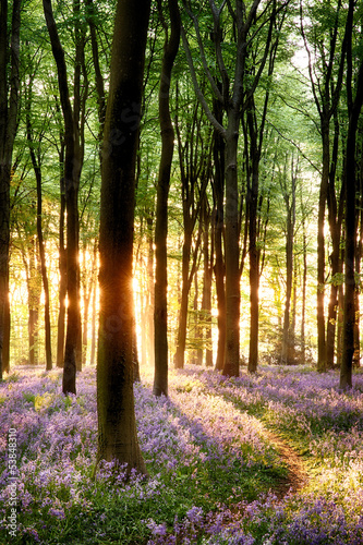 Obraz w ramie Bluebells in sunrise light