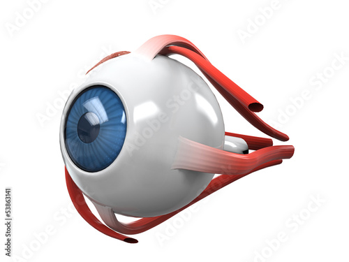 Naklejka na kafelki Human Eye Dissection Anatomy