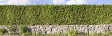 Thuja Green Hedges Panoramic Image