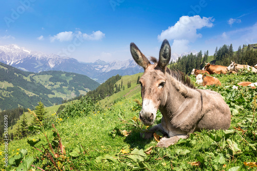 Fotografía Donkey, cows and horses in the alps
