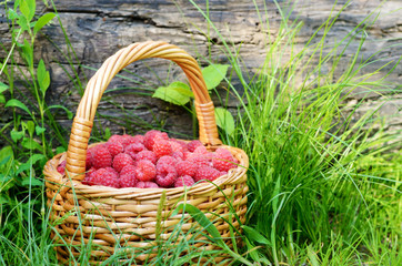 Poster - Raspberries in the basket