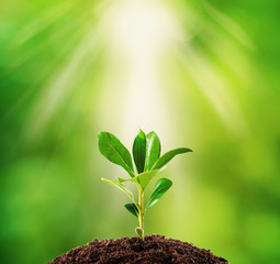 Small plant on pile of soil, part of it reflected