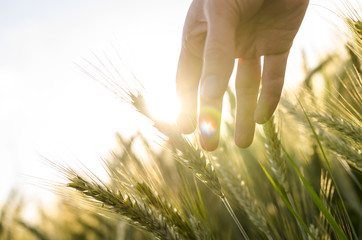 Wall Mural - Farmer hand touching wheat ears