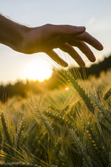 Wall Mural - Male hand stroking wheat field.