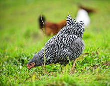 Chickens Feeding On Green Grass