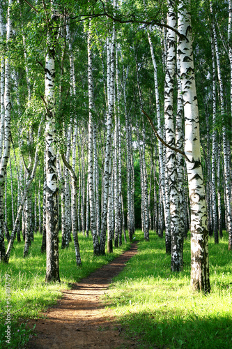 Naklejka na szybę Evening pathway in the summer birch grove