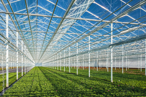 Fotomural Geranium plants in a greenhouse