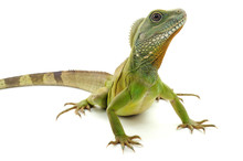 Indochinese Water Dragon