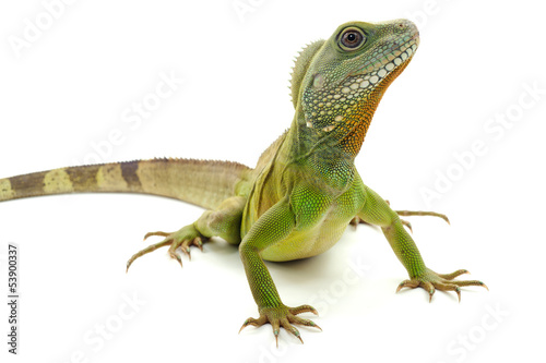 Indochinese water dragon Poster Mural XXL