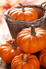 Wall Mural - Little pumpkins still life. Selective focus, shallow DOF.