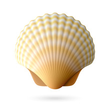 Scallop Seashell
