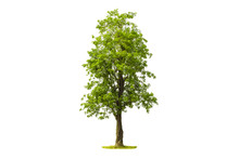 Tree Isolated With White Background