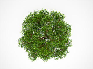 Wall Mural - Tree from above isolated