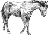 Fototapeta Konie - sketch of horse