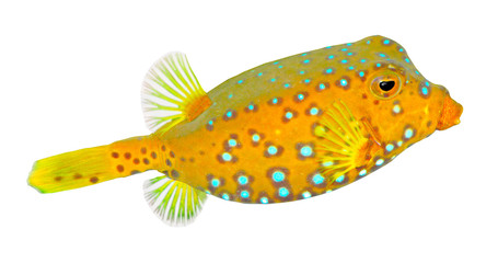 Sticker - The Yellow  Boxfish (Ostracion cubicus).