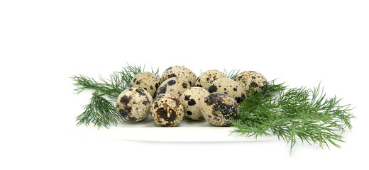 Green dill with quail eggs isolated on white background