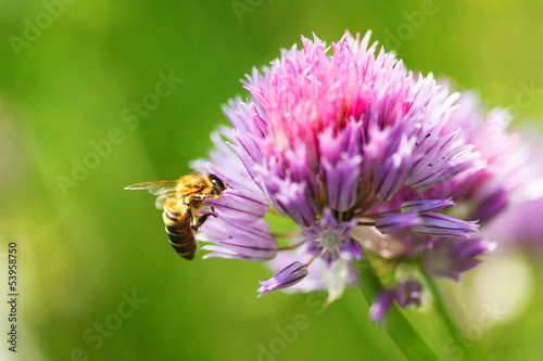 Obraz w ramie Bee on flower