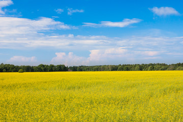 Wall Mural - rape seed field h