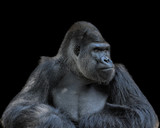 Fototapeta Zwierzęta - Contemplative Gorilla