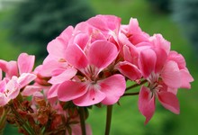 Flowers Of Pink Geranium Pot-plant