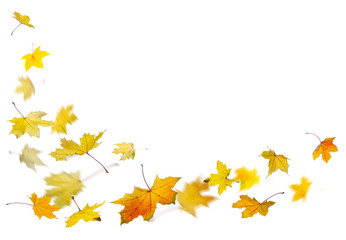 Wall Mural - Maple yellow autumn falling leaves, on white background.