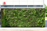 Fototapeta Zwierzęta - Green wall building