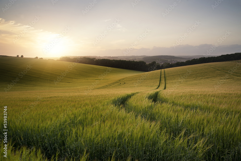 Summer landscape image of wheat field at sunset with beautiful l - obrazy, fototapety, plakaty 