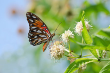 Gulf Fritillary Butterfly (Agraulis Vanillae) On Buttonbush