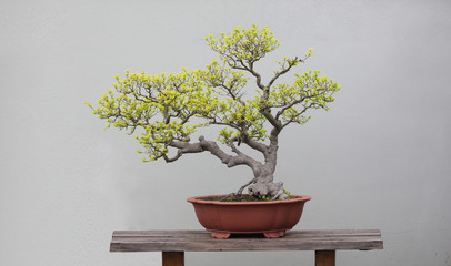 bonsai plants