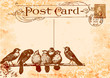 carte postale oiseaux