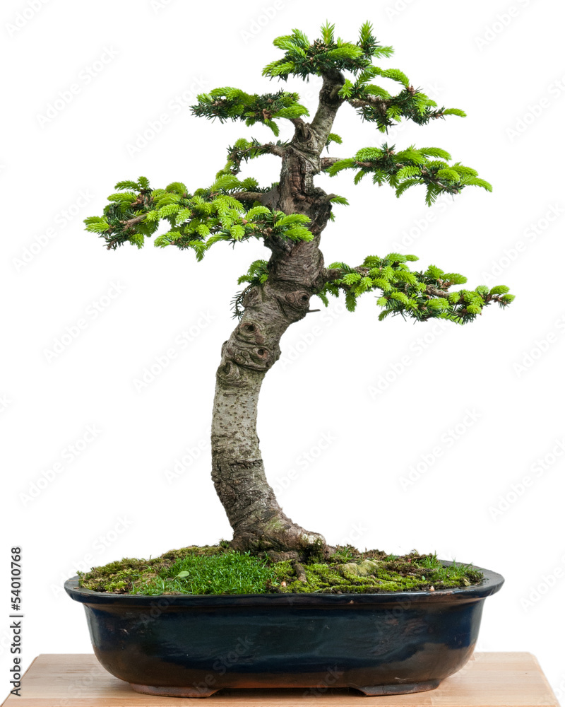 Fichte (Picea orientalis) als Bonsai Baum Stock Photo | Adobe Stock