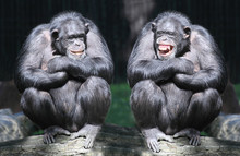 Two Chimpanzees Have A Fun.