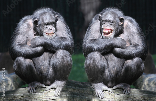 Obraz w ramie Two chimpanzees have a fun.