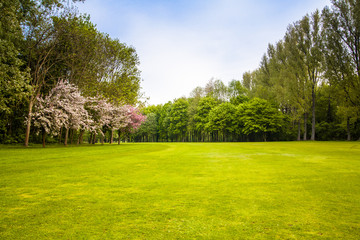 Wall Mural - green field and trees. summer landscape with green gras