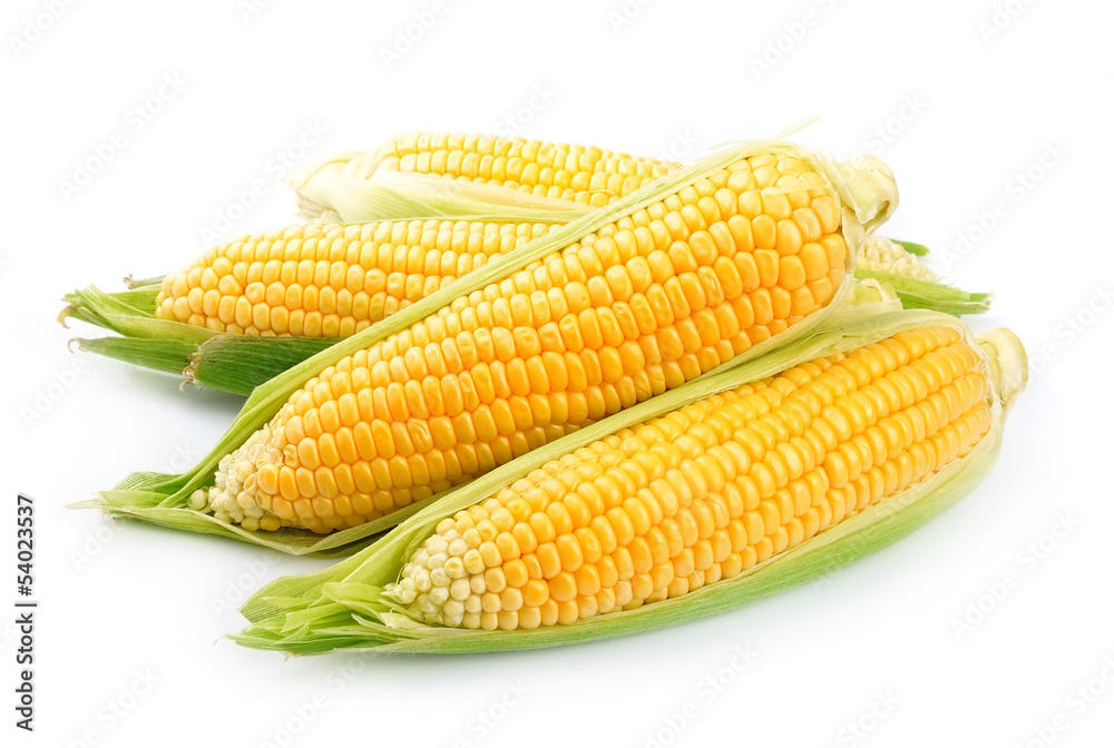 Corn isolated - obrazy, fototapety, plakaty 