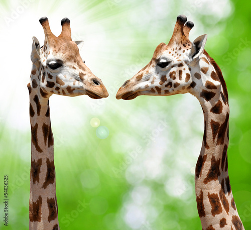 Naklejka na drzwi giraffes on natural green background