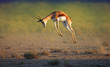 Running Springbok jumping high