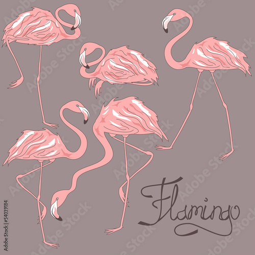 Obraz w ramie Isolated flamingos in different positions