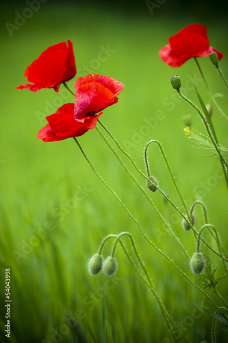 Naklejka na szafę Flowering poppies in the field.