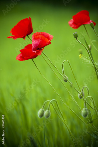 Naklejka na drzwi Flowering poppies in the field.