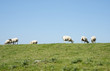 © Chris Willemsen - sheep on green grass