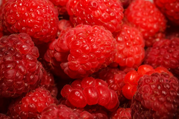 Wall Mural - Raspberry