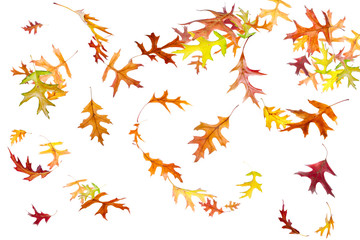Wall Mural - falling and spinning autumn leaves