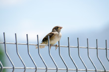 Young Sparrow Sitting On The Metal Fence